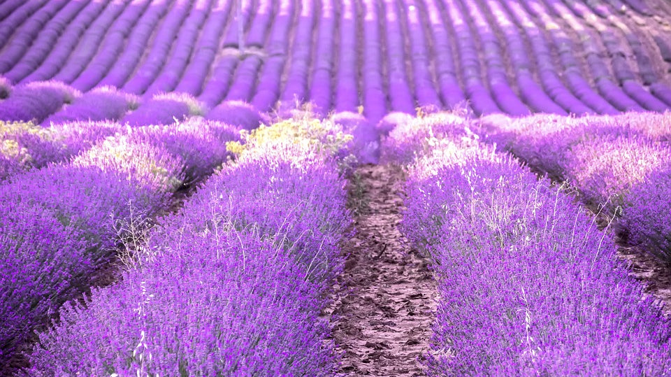 Sensory journeys: cultural base of perfume, my journey could only start from Provence