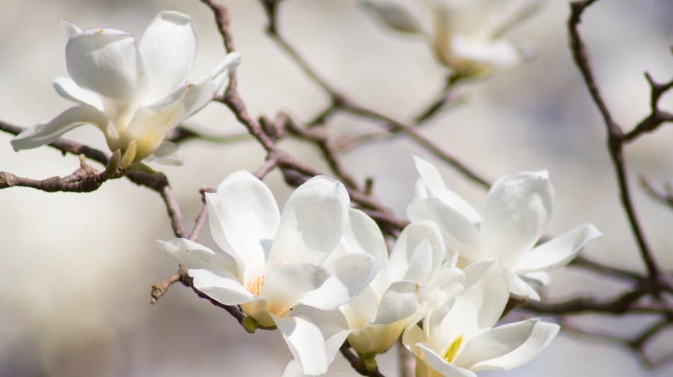 The scent of white flowers
