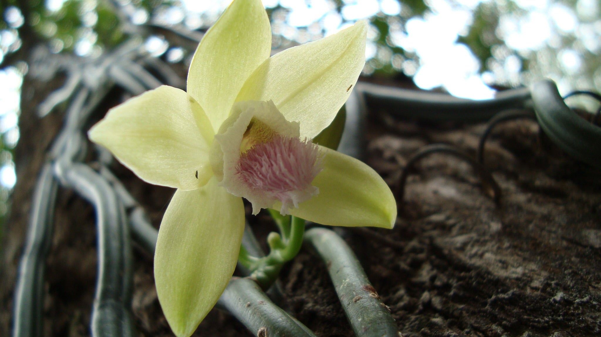 profumo vaniglia profumo dolce