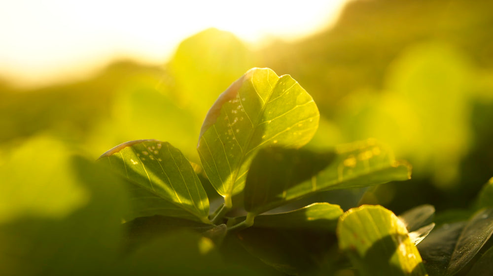 Il mio The Verde