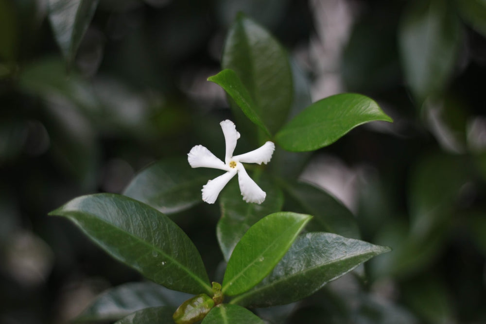 white flower for white musk by alyssa ashley