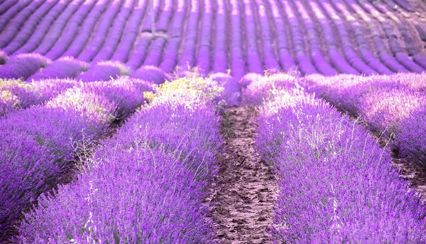 Sensory journeys: cultural base of perfume, my journey could only start from Provence