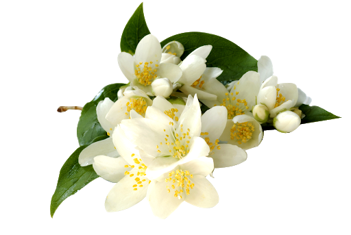 Musk of discount flowers